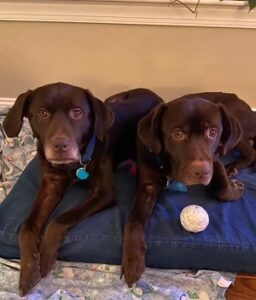 2 chocolate labrador retriever