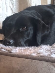 4 yr old black lab snoozing