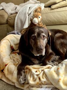 chocolate labrador retriever