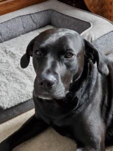 black Labrador Retriever Mix