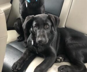 black labrador retriever mix