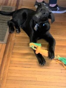 black Labrador Retriever Mix