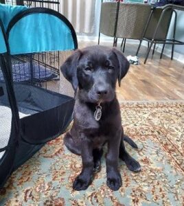 black Labrador Retriever Mix