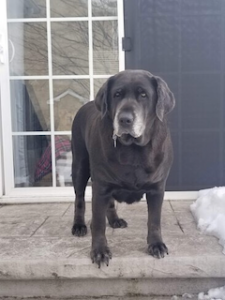 chocolate labrador retriever