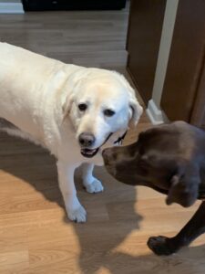 Maggie meets one of the resident dogs
