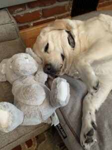 Maggie loves her stuffed animals