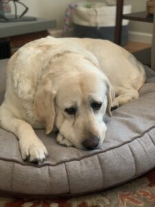 yellow lab on dog bed