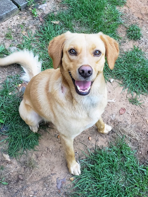 1.5 year old yellow lab mix