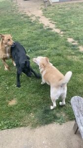 yellow Labrador Retriever and two other dogs