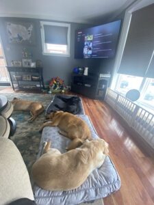 yellow Labrador Retriever and three other dogs