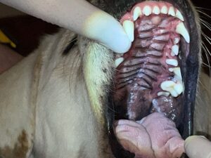 yellow Labrador Retriever mouth