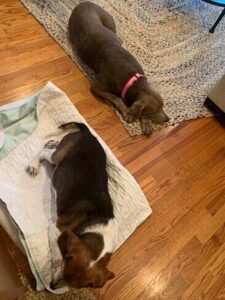two dogs sleeping