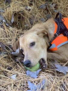 yellow lab mix