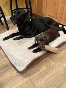 chocolate and black Labrador Retriever