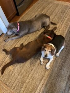2 chocolate labrador retriever and beagle