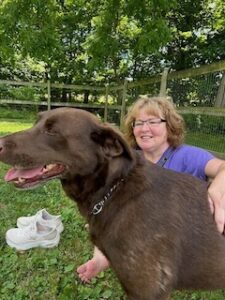 Chocolate Labrador Retriever