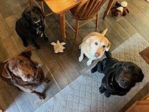 Chocolate Labrador Retriever