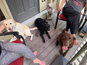 Chocolate Labrador Retriever