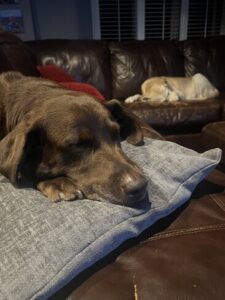 Chocolate Labrador