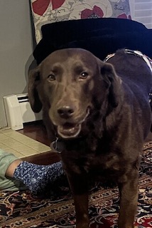 chocolate labrador retriever