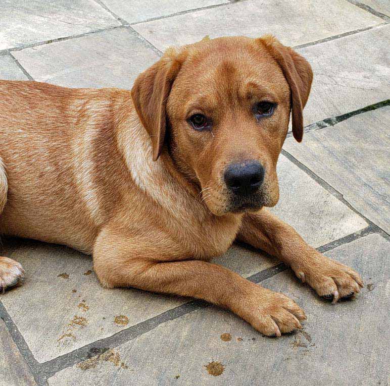 Rowen Fox Red Labrador Retriever Male 6 Months Old ID 3019