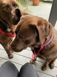 Chocolate Labrador Retriever