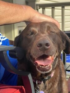 Chocolate Labrador Retriever