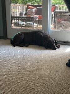 Chocolate Labrador Retriever