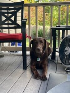 Chocolate Labrador Retriever