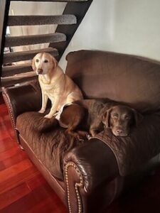 Chocolate Labrador Retriever