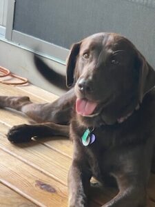 Chocolate Labrador Retriever