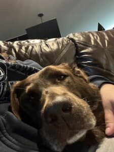 chocolate labrador retriever