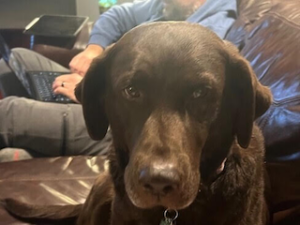 Chocolate Labrador Retriever