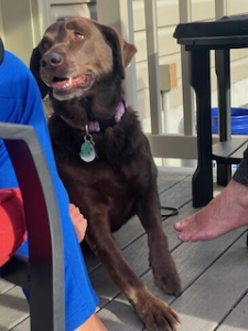 Chocolate Labrador Retriever