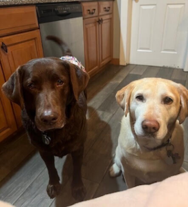 Chocolate Labrador Retriever