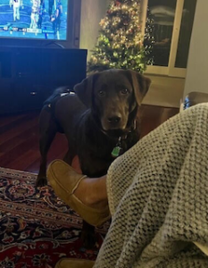 Chocolate Labrador Retriever