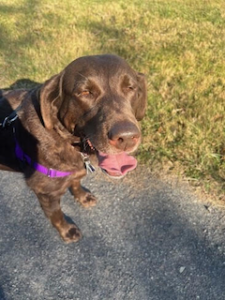 Chocolate Labrador Retriever