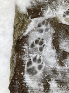 paw prints in the snow