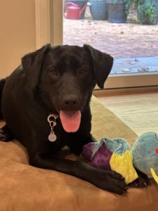 Black Labrador Retriever