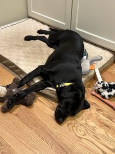 Black Labrador Retriever