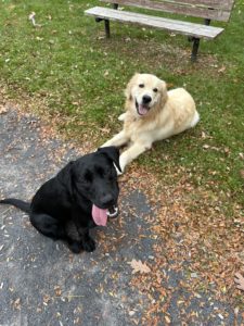 Black Labrador Retriever