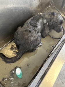 3 year old black Labrador retriever