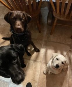 black, chocolate and yellow Labrador retriever