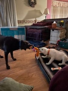 chocolate and yellow Labrador retriever