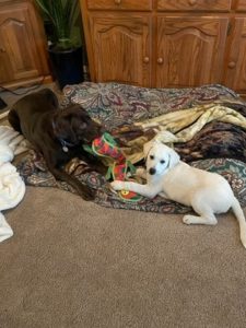 chocolate and yellow Labrador retriever
