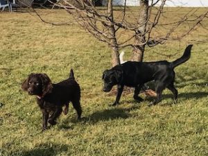 Black Labrador Retriever Mix