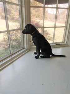 black Labrador Retriever mix