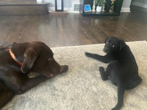Chocolate and Black Labrador Retriever