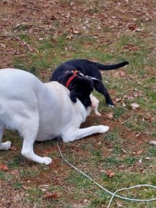 two Labrador Retrievers