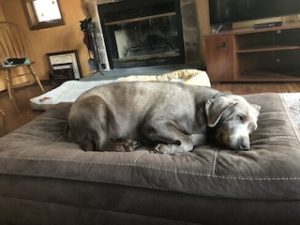 Silver Labrador Retriever